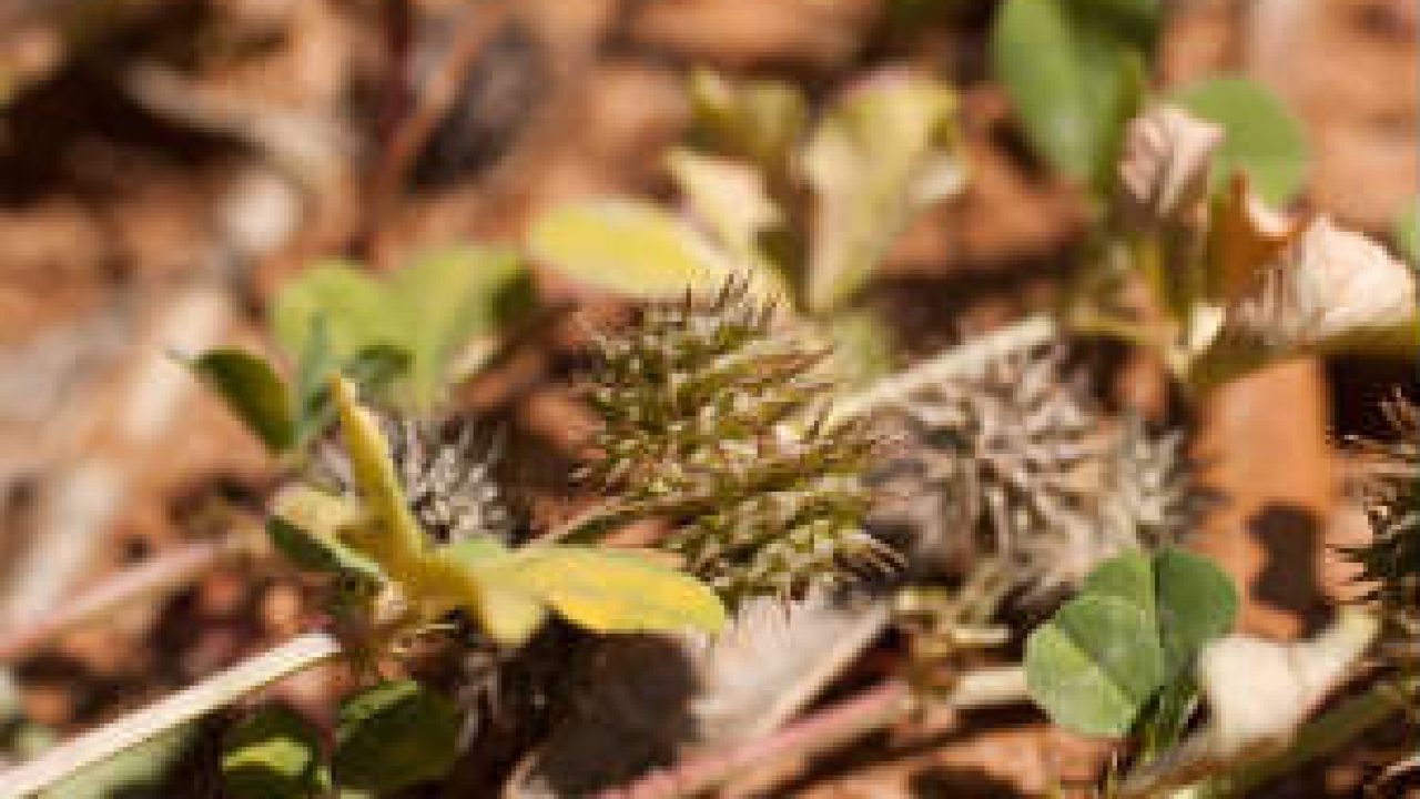 Tribulus Terrestris Herbal Aphrodisiac