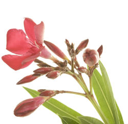 oleander flower