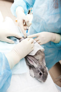animal testing-rabbit
