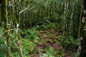 The rain forests in Brazil are home to suma root