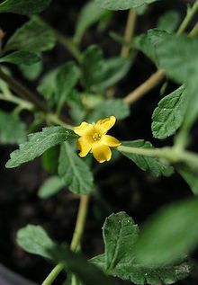 damiana plant