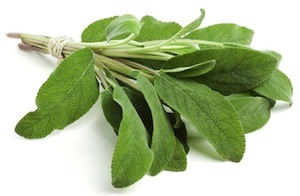 Picture of a bundle of Sage leaves. Studies show that Sage has a lot to offer when it comes to maintaining fresh breath.