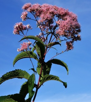 Gravel root, also known as Joe Pye Weed