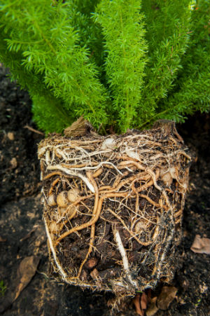 root-system-of-fern