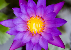 purple-blooming-lily-kamala