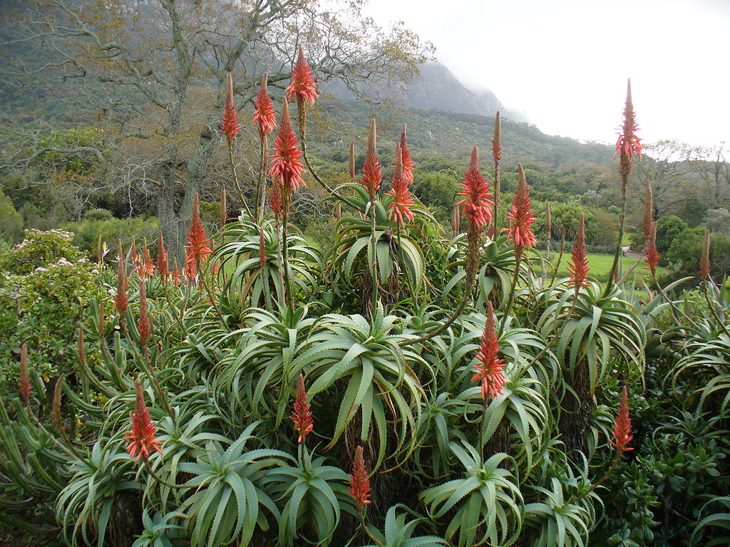 The Aloe Arborescens is a flowing aloe plant proven to assist with healing wounds.