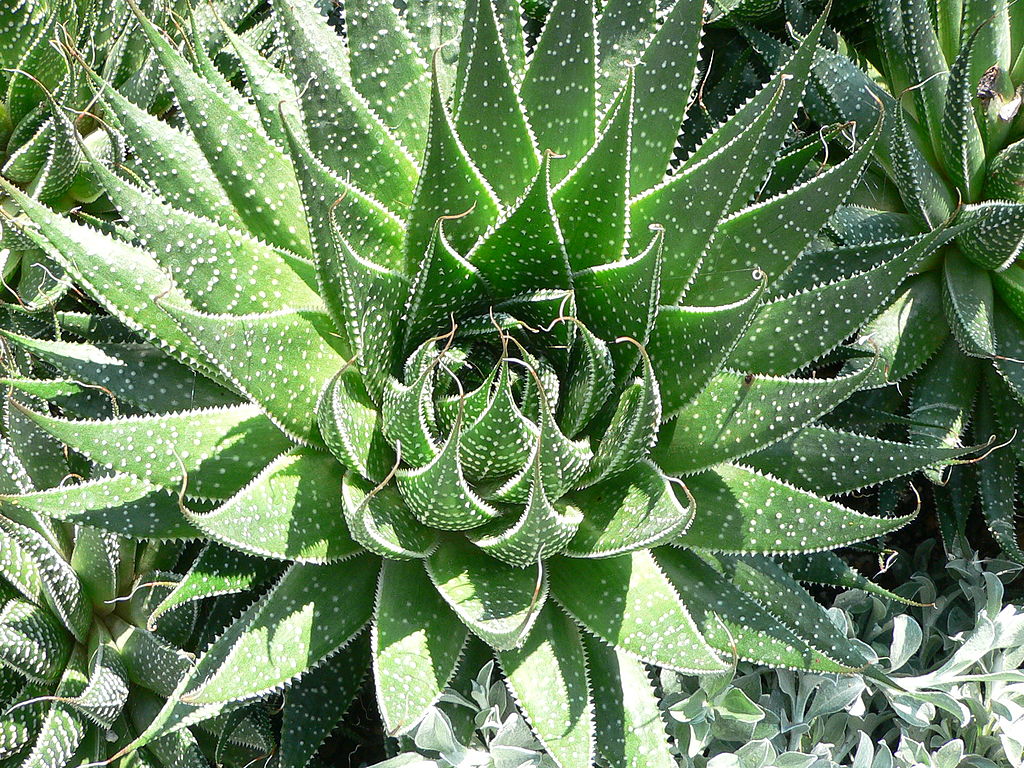 Aloe Aristata is a beautiful plant that has been used in Ayurvedic medicine for generations.