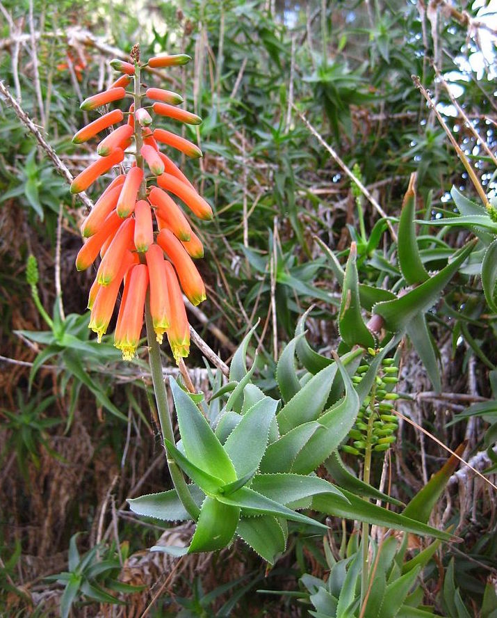 Common Climbing Aloes, or Aloe Ciliaris plants, have long beautiful flowers that are known for attracting birds and bees that help enhance the ecological health of all plant life around them.
