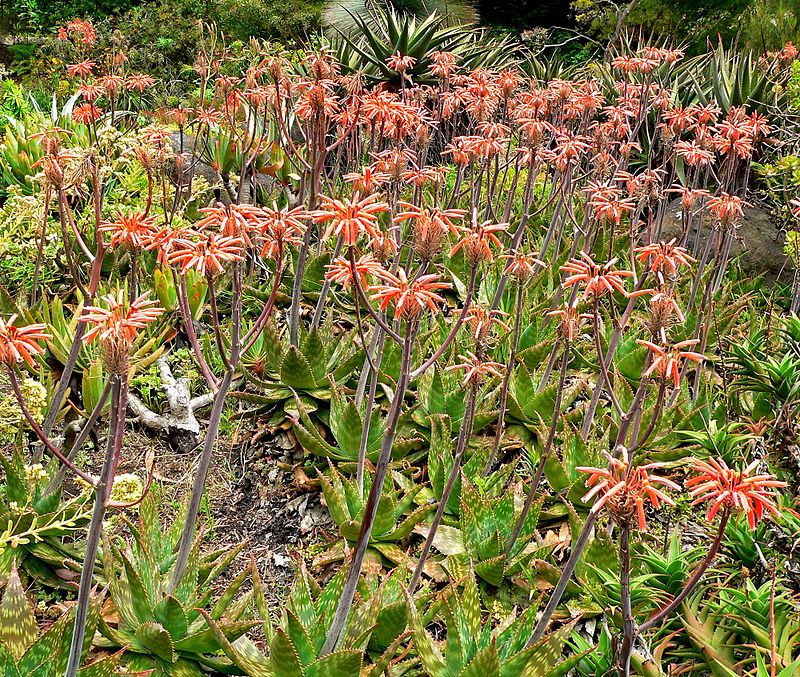 The Aloe Maculata plant is a wonderful addition to any garden, as it is a highly adaptable plant whose long, tubular flowers are irresistible to the birds and bees who can help pollinate surrounding plants.