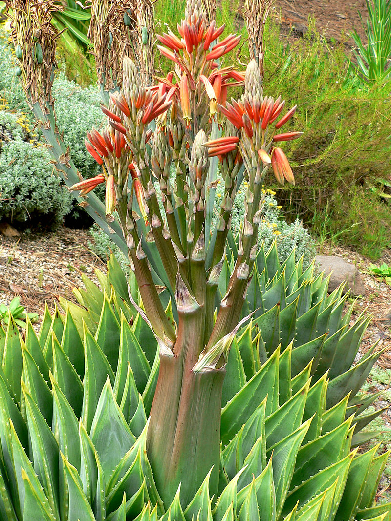 Spiral Aloe plants like these are not used in health products any longer as the species population is decreasing.