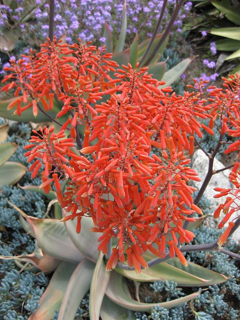 Aloe Striata plants like these are great plants for healthier breathing.