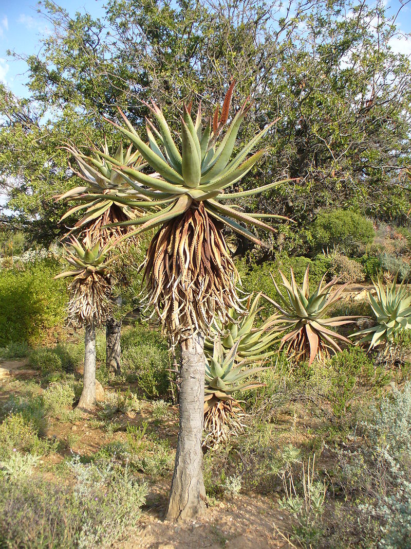 Aloe Ferox trees like these, known as Cape Aloe, can be used in laxatives and cosmetic products.