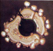An unstructured water molecule of Biwako Lake in Japan where pollution is prevalent. From ‘The Message From Water’ by Masaru Emoto.