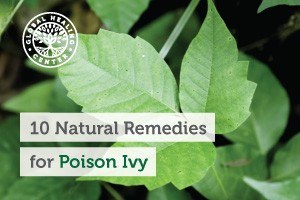 Poison ivy on a tree branch. Baking soda baths, aloe vera, and oatmeal paste are great natural remedies for poison Ivy.