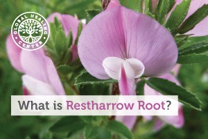 A full grown Restharrow Root. This herb has been used by cultures all over the world for different healing benefits.