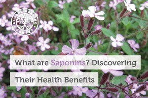A flowery plant. Saponins are compounds commonly found in plants that possess health benefits including immune system support.