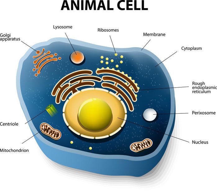 Diagram of an animal cell with a description of the organelles within the cell. 