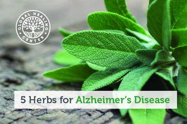 A sage plant. Sage and herbs like ginseng have been studied for their potentially beneficial effect on Alzheimer's disease.