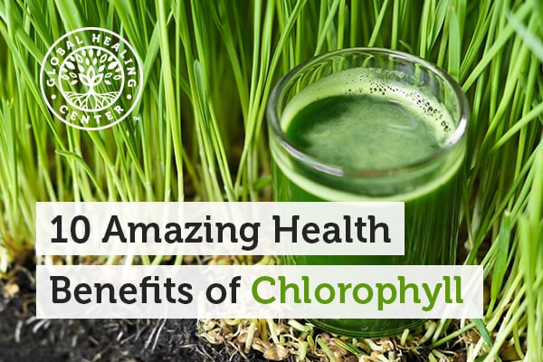 There are many health benefits of Chlorophyll such as helping control body order and hunger. A glass of a leafy green drink.