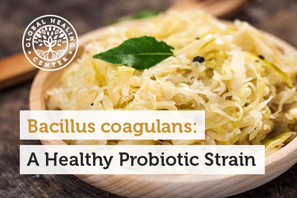 Bacillus coagulans can be found in fermented foods such as sauerkraut.