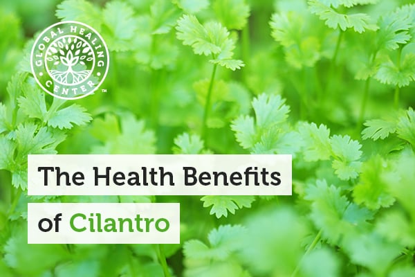 A cilantro plant. One of many health benefits of cilantro is its metal cleansing properties.