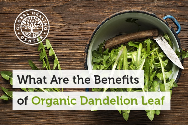 Organic dandelion leaf is loaded with antioxidants that support heart health.