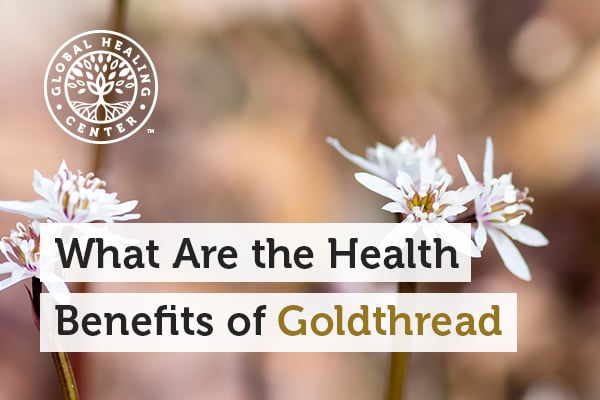 Goldthread flowers. Goldthread is a perennial herb that has been used for centuries for its health benefits.