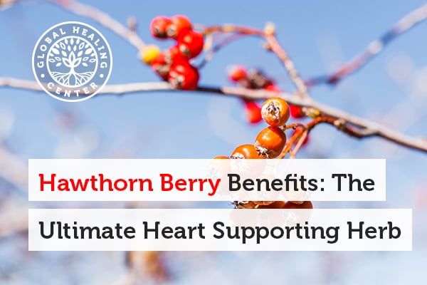 The main benefit of hawthorn berry lies in its effects on heart health.