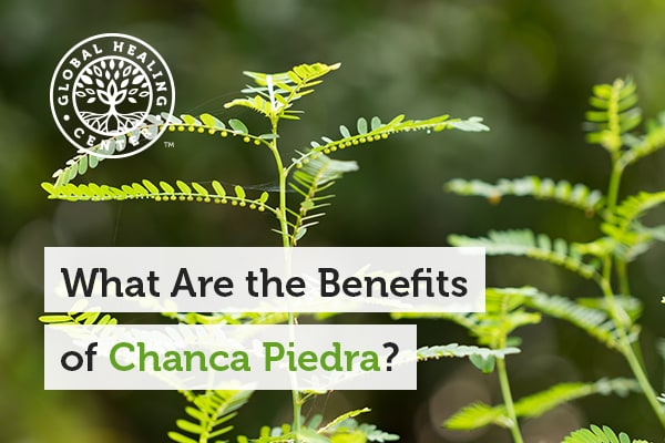 Chanca Piedra helps support liver health.