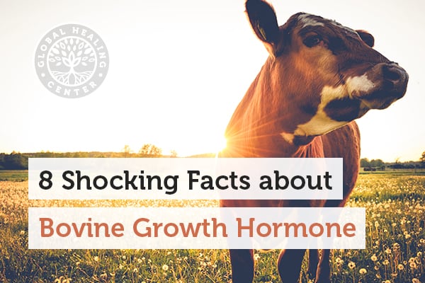 A cow is gazing. Bovine growth hormone is considered a GMO and it is banned in some countries.