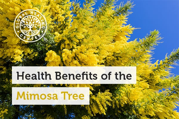 Mimosa is full of vital micronutrients like iron and manganese that can help boost the immune system.