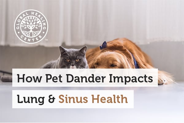 A dog and a cat sitting. Allergens in your pet's dander can impact your sinus health.