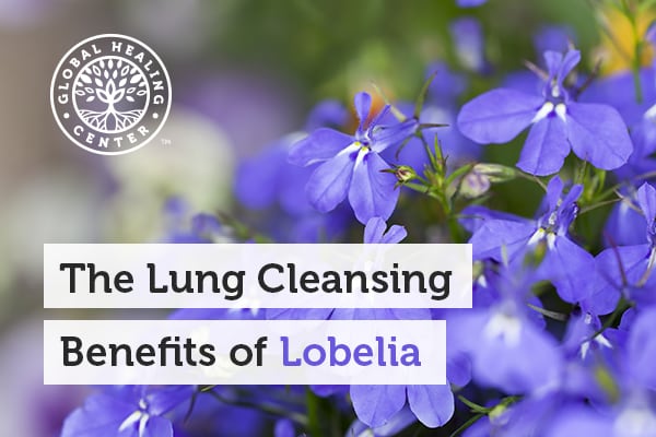 Lobelia may have the ability to offer support for breathing difficulties.