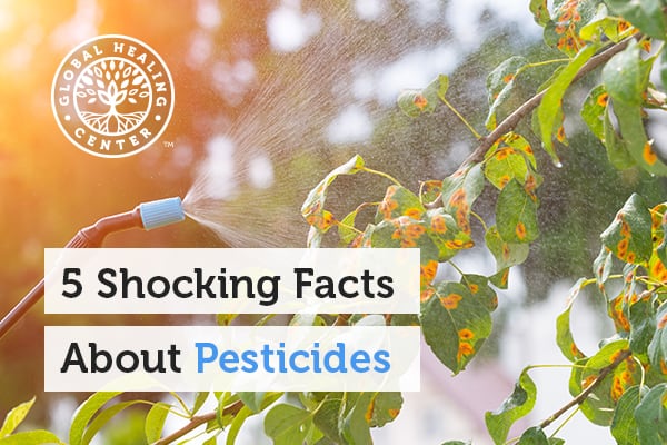 An individual is spreading pesticides on the plants.