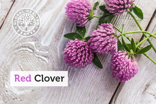 Several red clover flowers. The red clover benefits range from helping menopause to bone health.