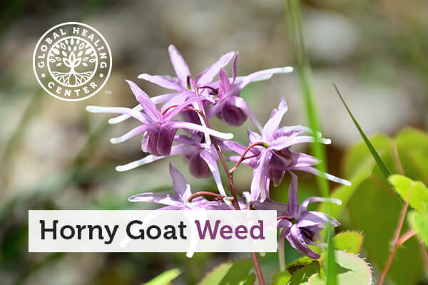 The horny goat weed plant.