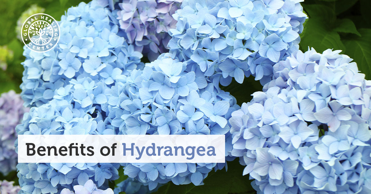 Hydrangea: A Pretty Flower with a Nutritional Punch