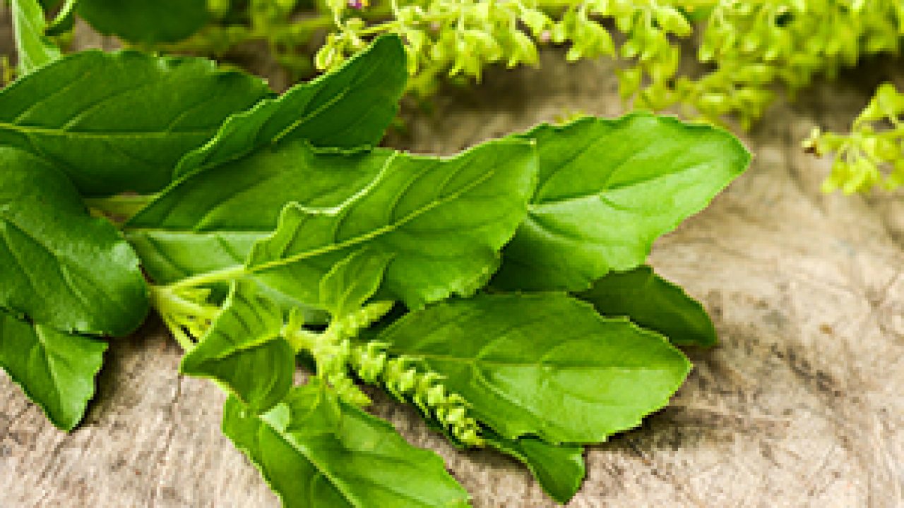 Holy Basil Top 12 Amazing Health Benefits of Tulsi